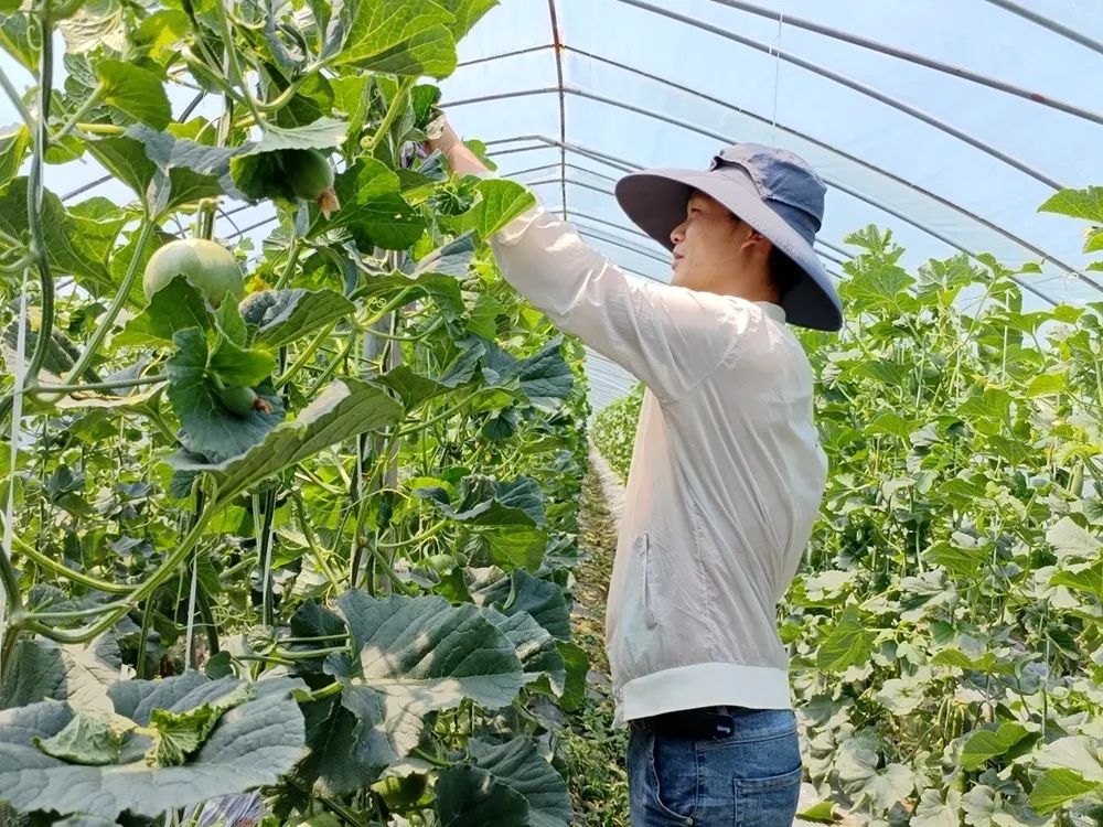 点击放大图片 五月芬芳至 瓜果飘清香