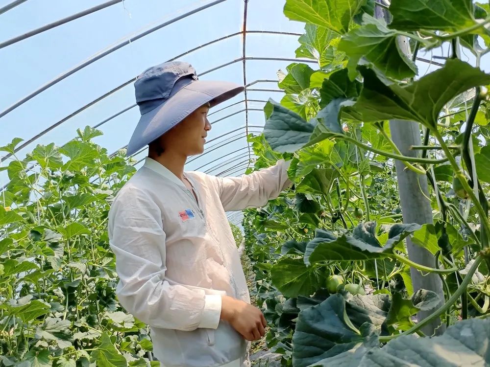 点击放大图片 五月芬芳至 瓜果飘清香