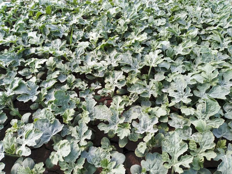 点击放大图片 抢抓农时移瓜苗 特色种植助振兴